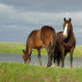 Mare and Foal