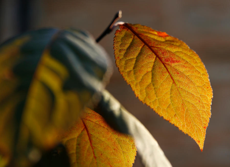 Autumn Glow by RadishStick