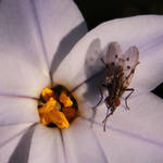 Bush Fly on Flower by RadishStick