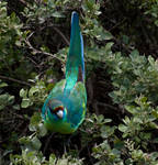 Australian Ringneck Parrot by RadishStick