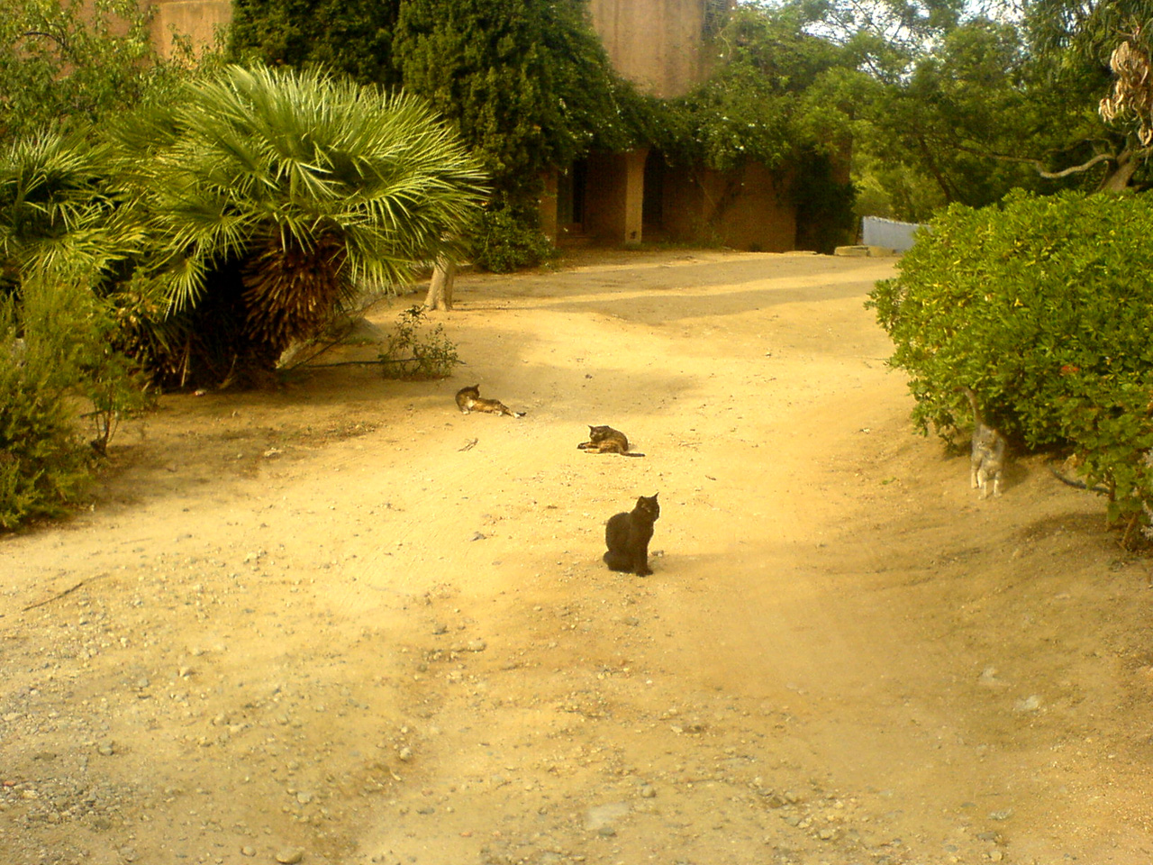 Corsica cats