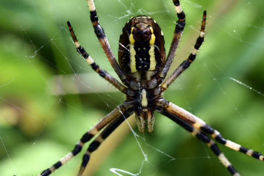 743  Argiope bruennichi