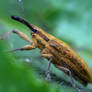 1279 Weevil