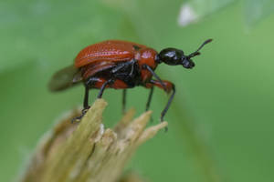1354 Hazel Leaf Roller Weevil