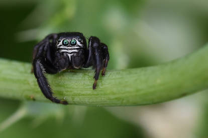 2109 Jumping Spider