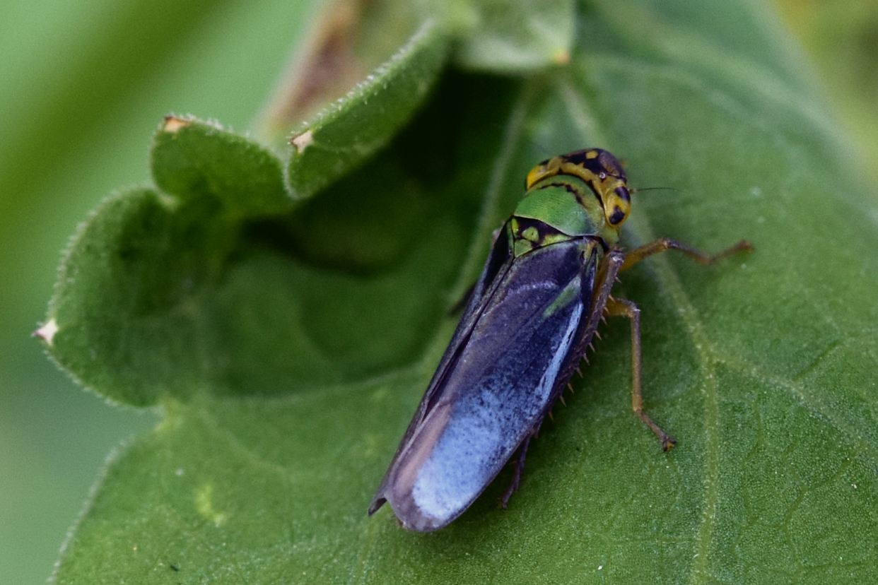 1274 Cicadella viridis