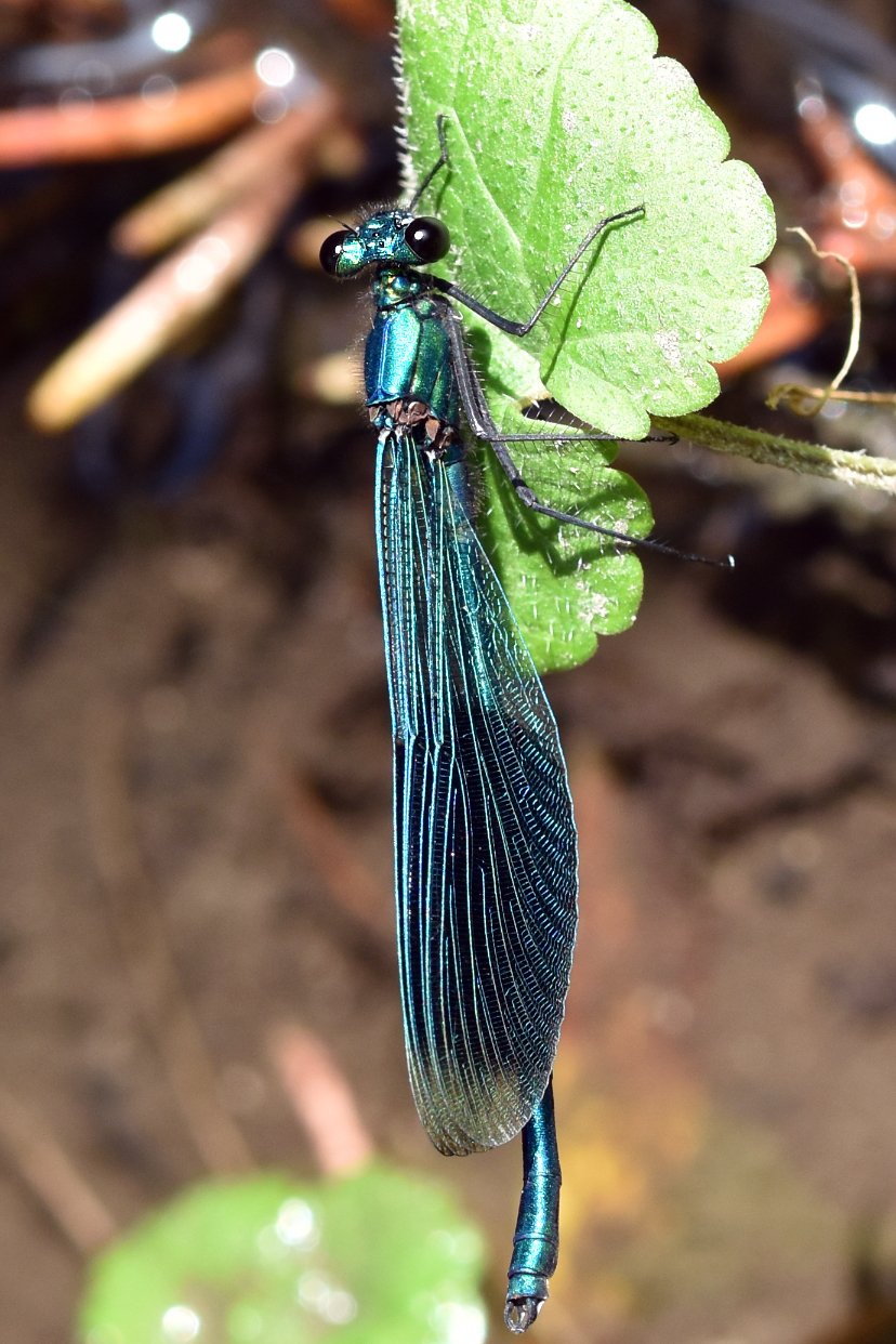 1458 Calopteryx splendens