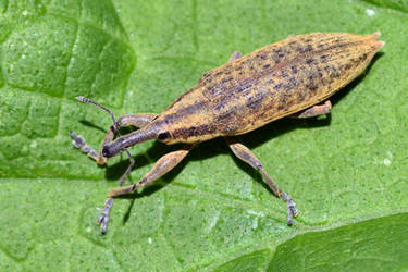 1787 Weevil