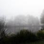 3447 Fog at the pond