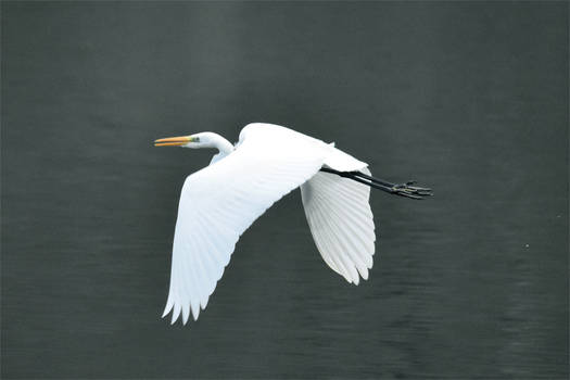 0502 Great Egret