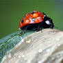 7144 It also rains on ladybugs
