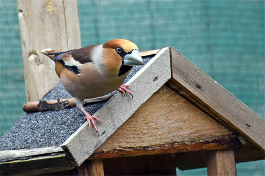 5880 Hawfinch / Big beak