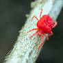 7581 Chigger (mite not a spider)