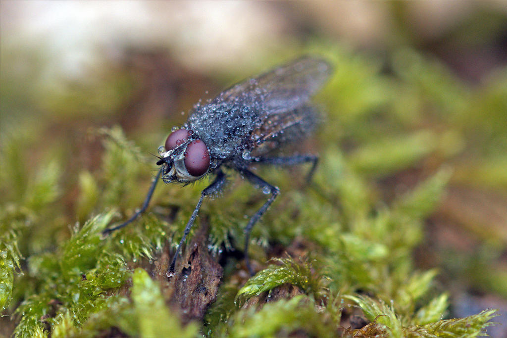 7637 Fly covered by rain by RealMantis on DeviantArt