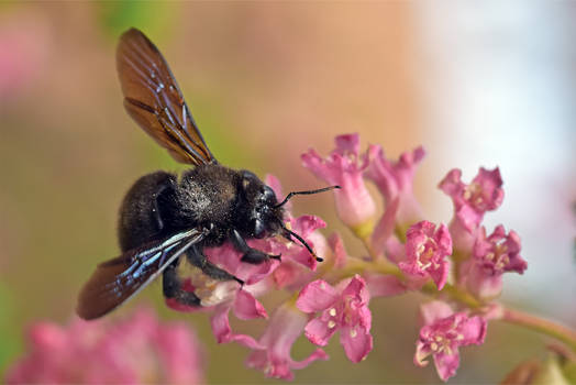 7381 Black Carpenter Bee