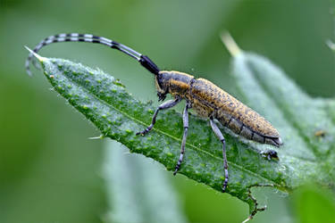 0014 Beautiful Longhorn Beetle