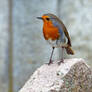 8154 Robin on the rock