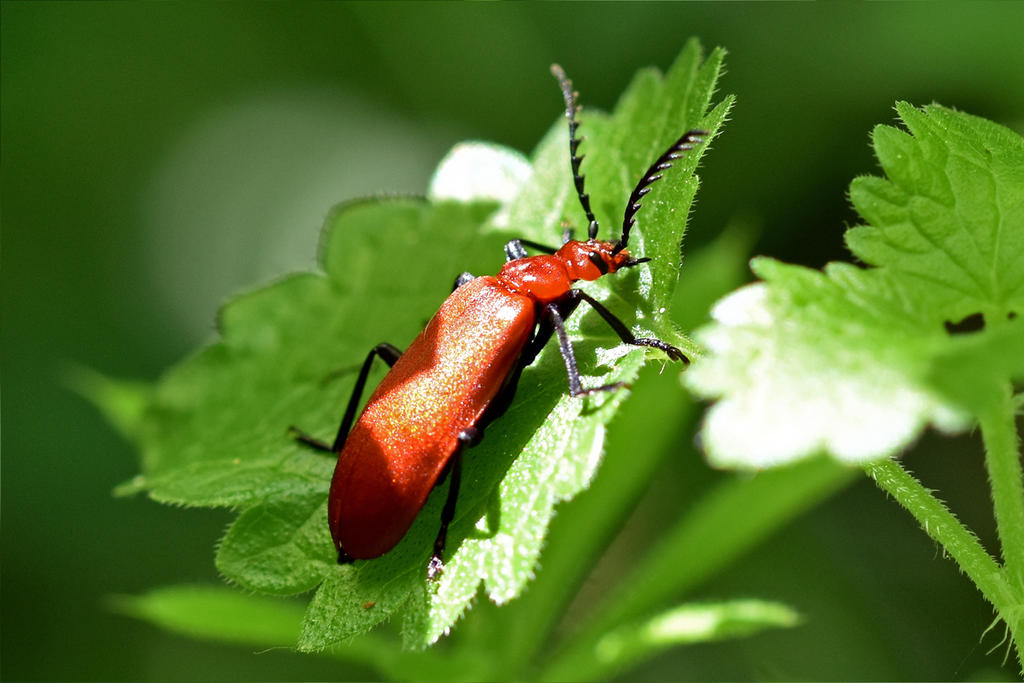 Red Fur Insect 0112 Red bug by RealMantis on DeviantArt