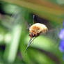 7059 Bee Fly (Bombylius)