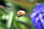 7059 Bee Fly (Bombylius) by RealMantis