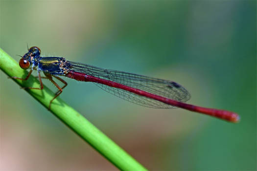 0993 Damselfly