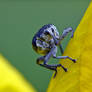 0549 Iris weevil