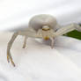 1926 Crab spider
