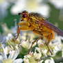 2490 Yellow Dung fly