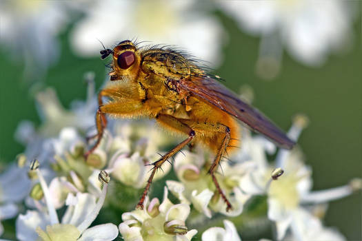 2490 Yellow Dung fly