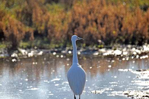 4228 Egret in the swamp