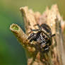 0415 Jumping Spider