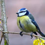 6541 Blue Tit