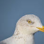 3638 Gull