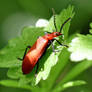 0109 Cardinal beetle