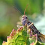 0312 Grasshopper