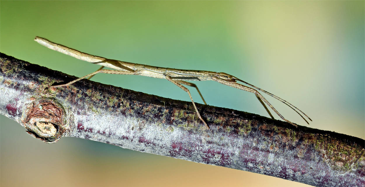Boogeyman Stick Insect 0079 Stick insect by RealMantis on DeviantArt