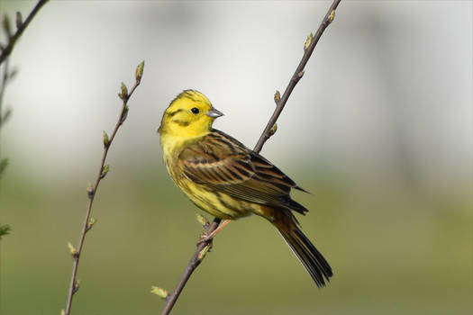 0307 Yellowhammer - Bruant jaune