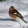 4910 Chaffinch in the snow