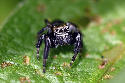 1200 Jumping Spider