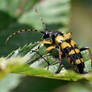 1551  Longhorn beetle - Rutpela maculata