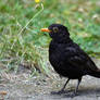 0754 Blackbird on the ground