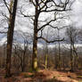 4049 Shadow and light in the forest