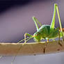 0955 Big green grasshopper