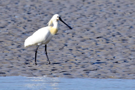 0814 Spoonbill - Spatule