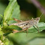 0338 Grasshopper