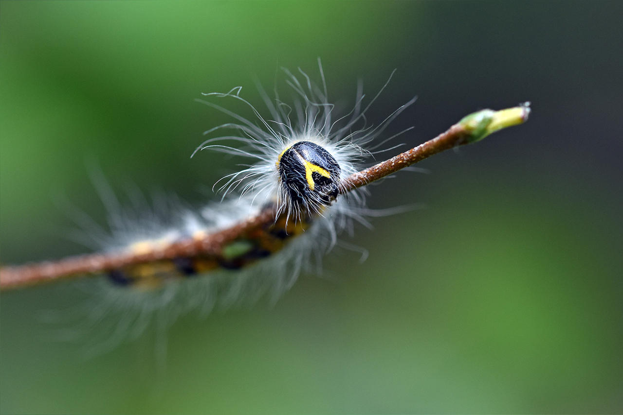 1009 White haired caterpillar by RealMantis on DeviantArt