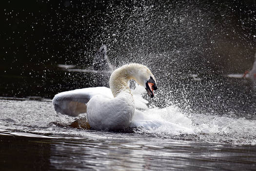 0592 The frolics of the swan II