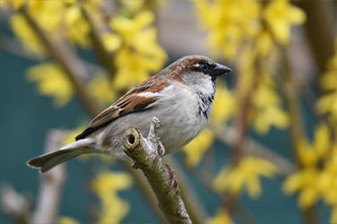 0488 Sparrow