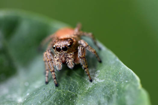 1147 Jumping Spider