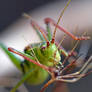1027 Big green grasshopper